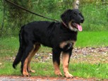 Jackie Chan KoiraNet:ssä